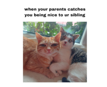 siblings